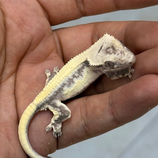 LW Sable Axanthic