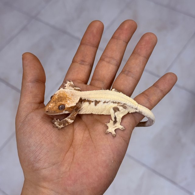 100% Het Axanthic LW Sable