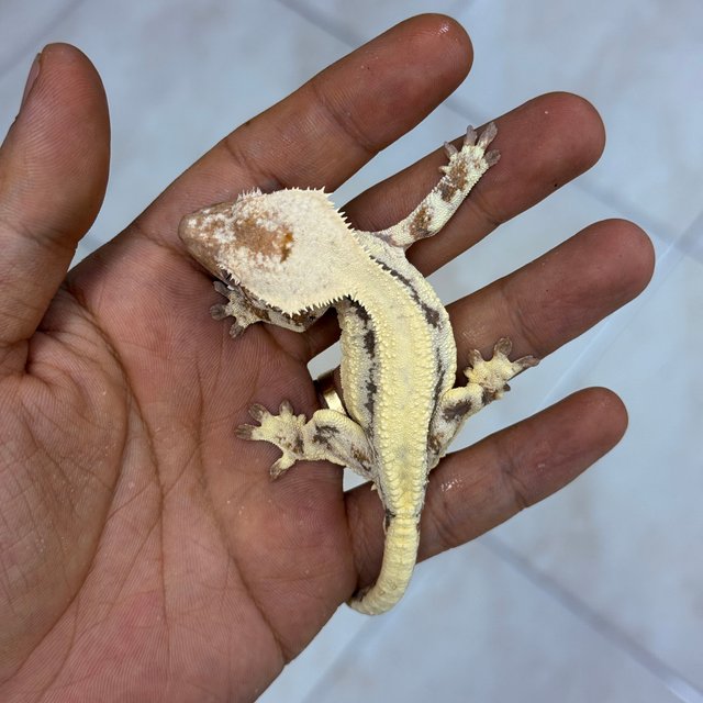 100% Het Axanthic LW Sable