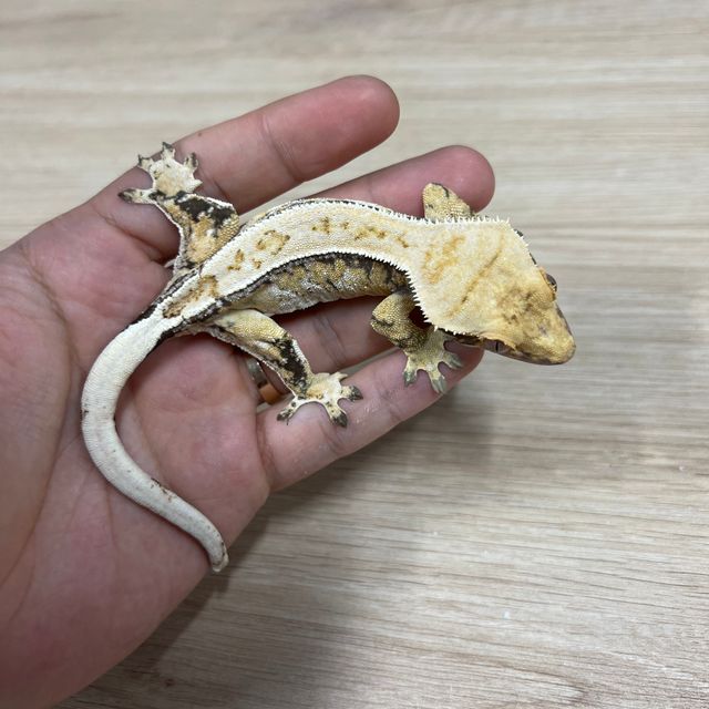 Normal Tri