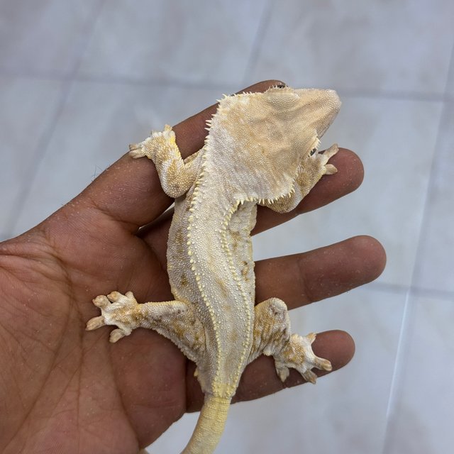 Lilly White