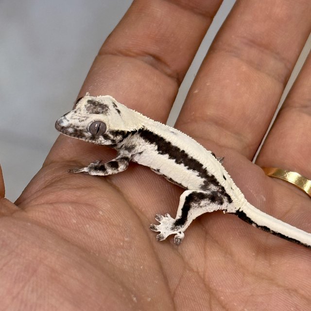 LW Sable Axanthic