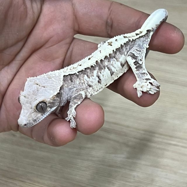 카푸치노