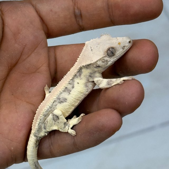 Lilly White
