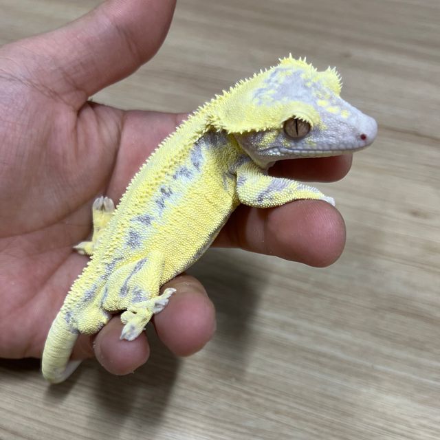프라푸치노