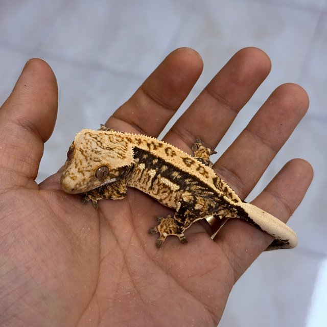 Normal 100% Het Axanthic