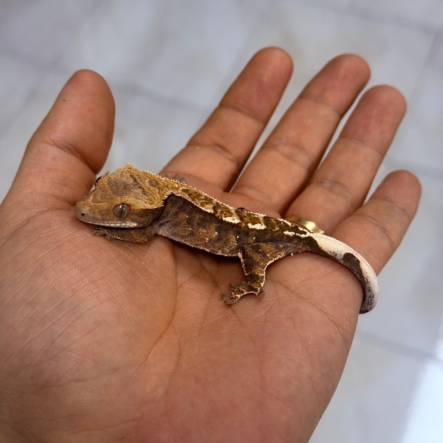 카푸치노 100%헷아잔틱