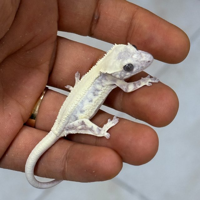 Axanthic LW Sable