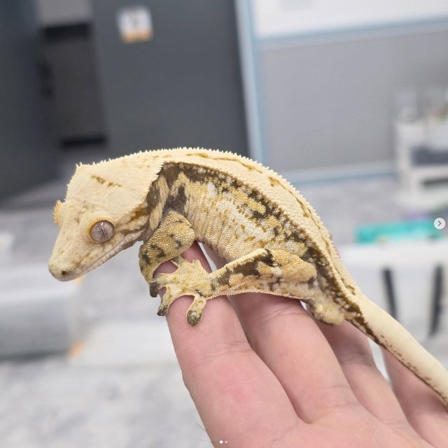 Normal 100% Het Axanthic