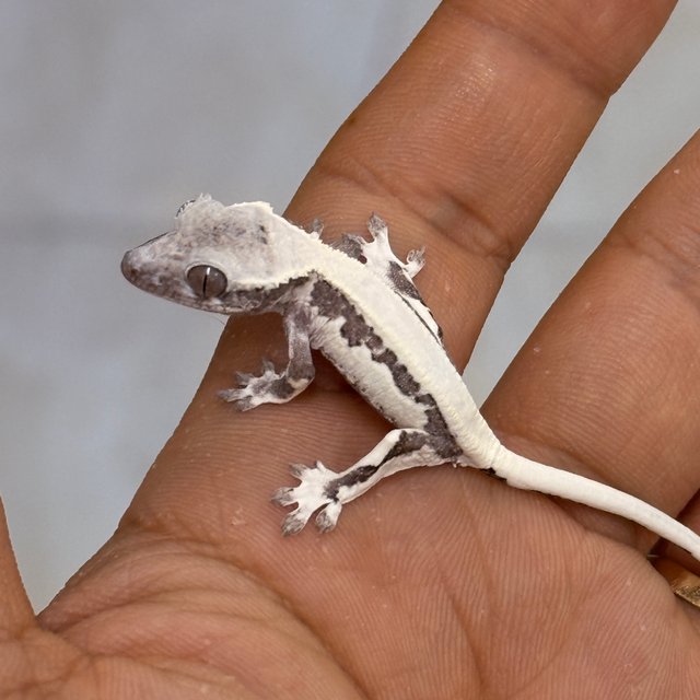 릴리 세이블 아잔틱