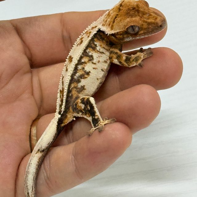 세이블