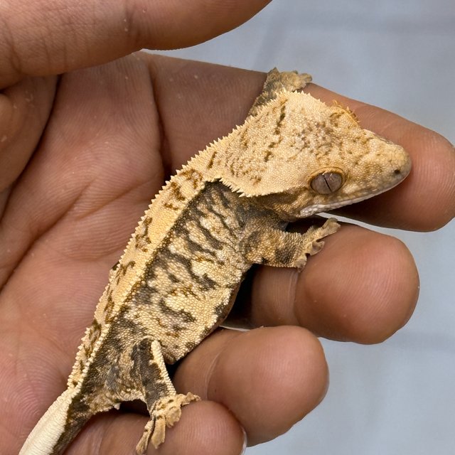 Normal 100% Het Axanthic