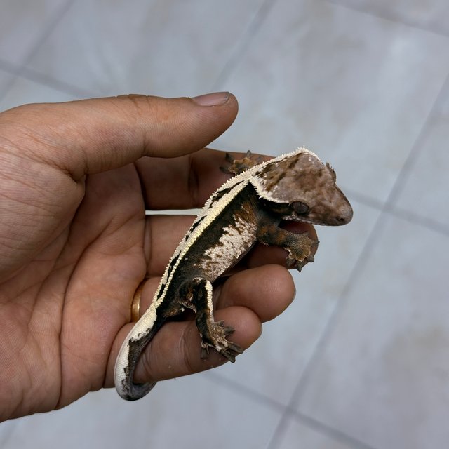 Sable 100% Het Axanthic