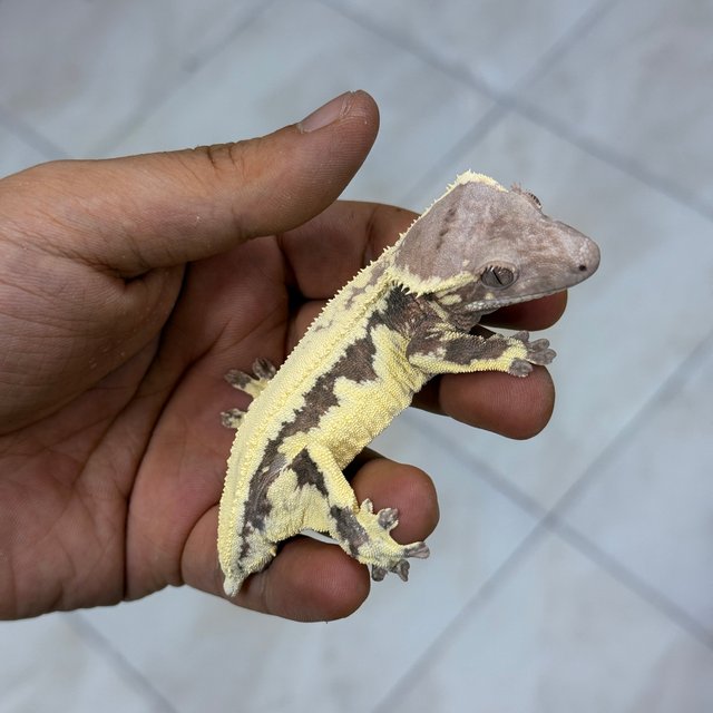 LW Sable 100% Het Axanthic