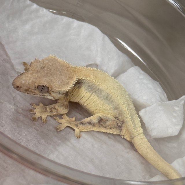 LW Sable 100% Het Axanthic