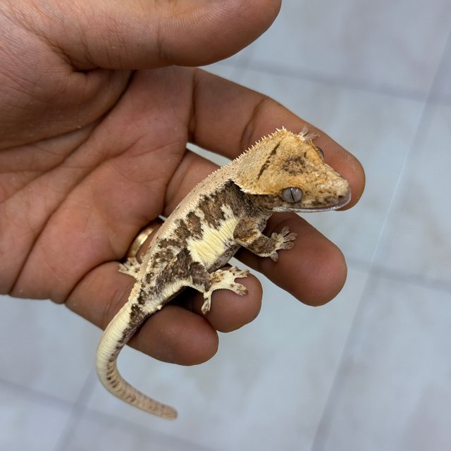 Lilly 100% Het Axanthic