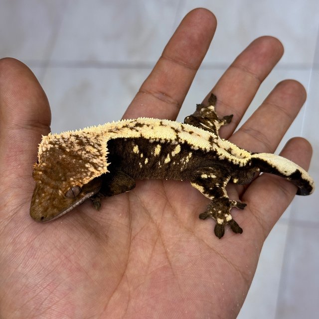 Sable 100% Het Axanthic
