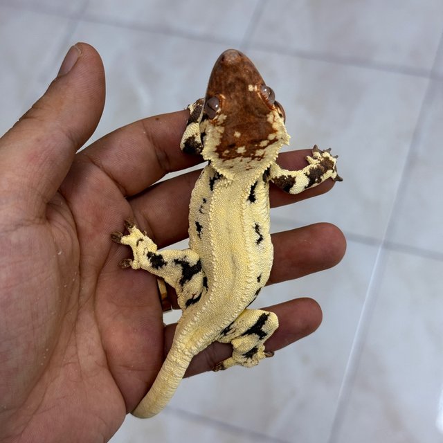 Frappuccino