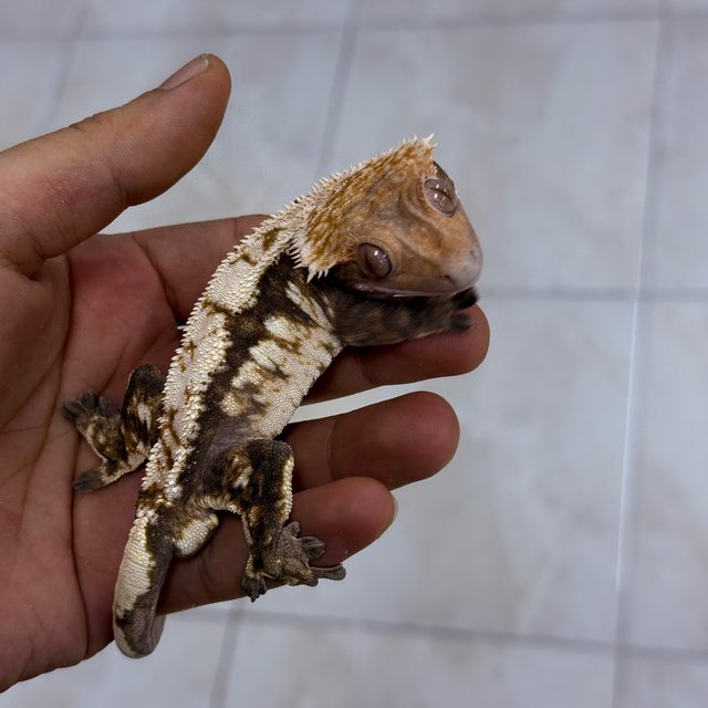 100% Het Axanthic Sable