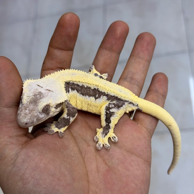 Lilly Axanthic