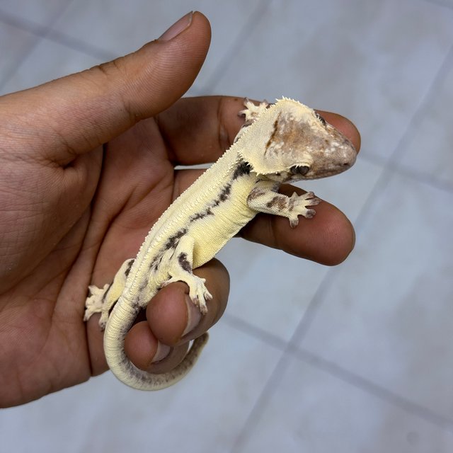 LW Sable 100% Het Axanthic