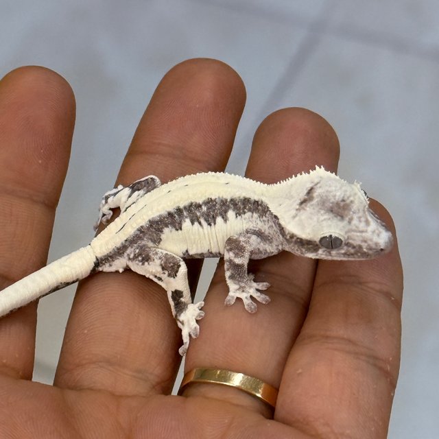 LW Sable Axanthic