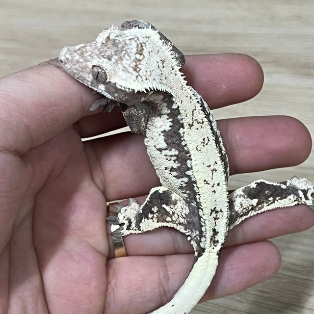 세이블