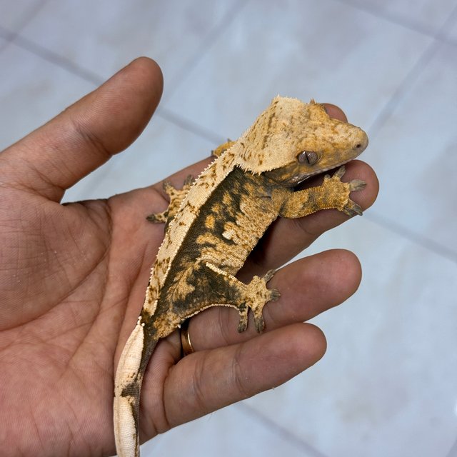 100% Het Axanthic Normal