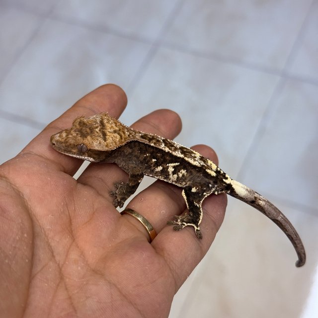 Cappuccino 100% Het Axanthic