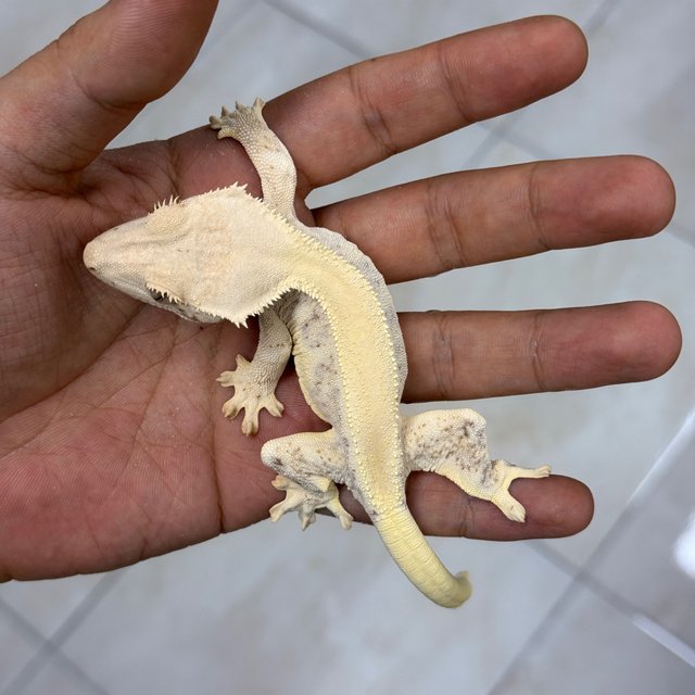 Lilly White