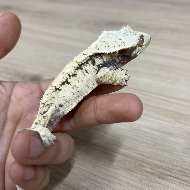 노멀