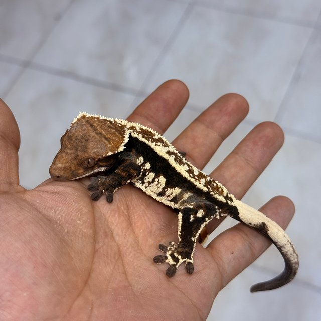 100% Het Axanthic Cappuccino