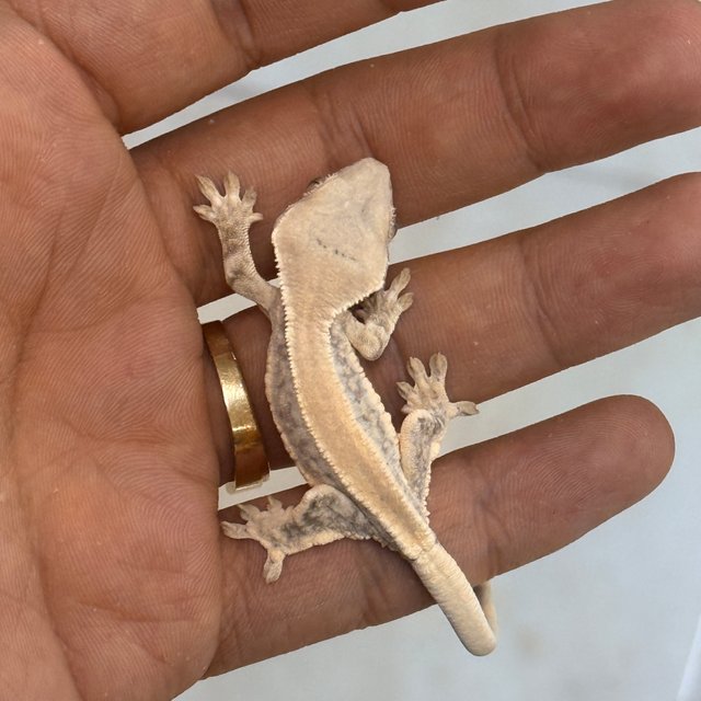 릴리화이트 100%헷초초