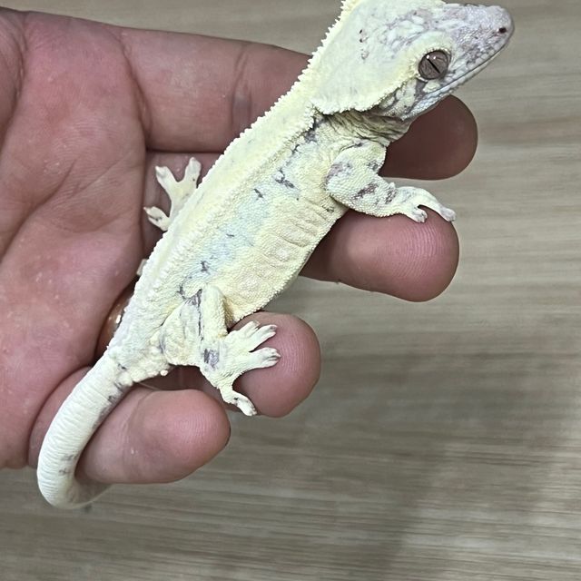 프라푸치노