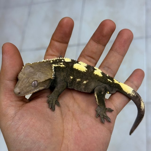 Sable Axanthic