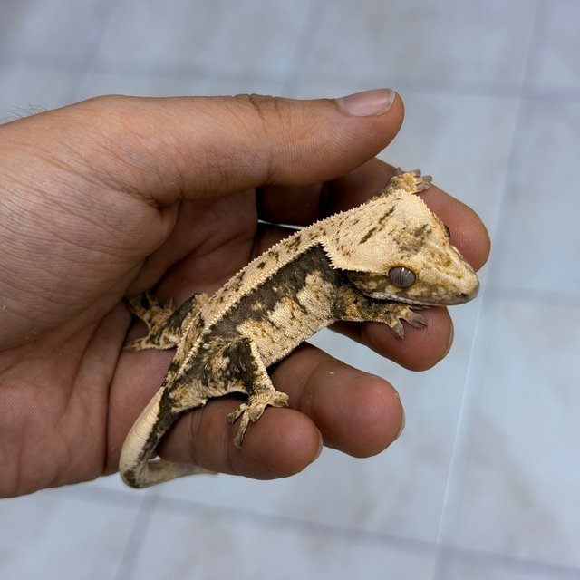 Normal 100% Het Axanthic