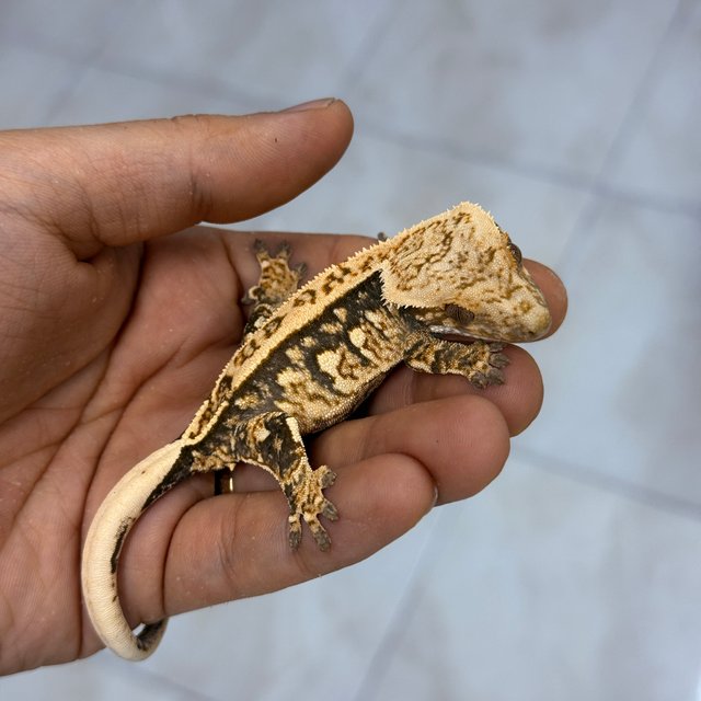 Normal 100% Het Axanthic