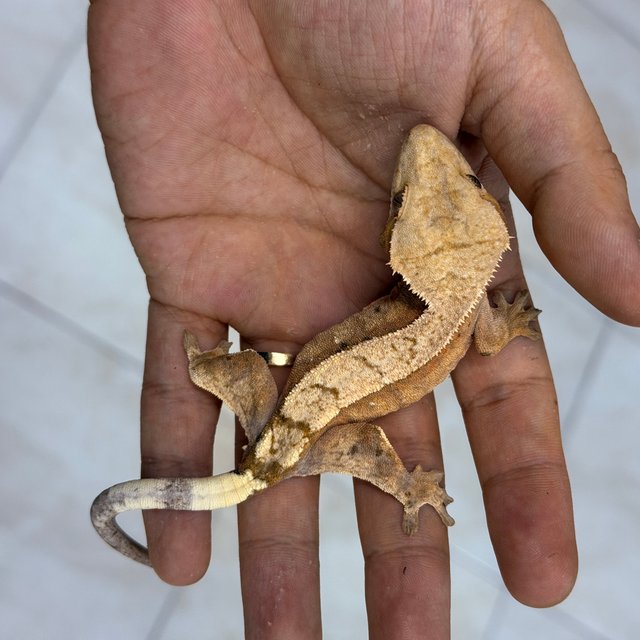 Sable 100% Het Axanthic