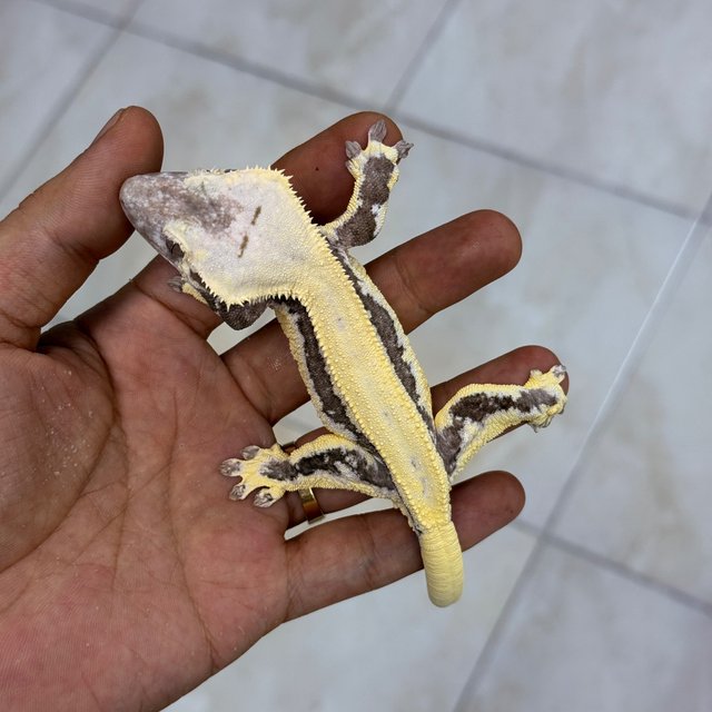 Lilly Axanthic