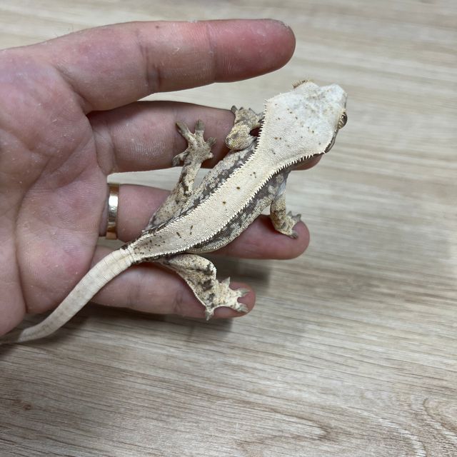 노멀 쿼드