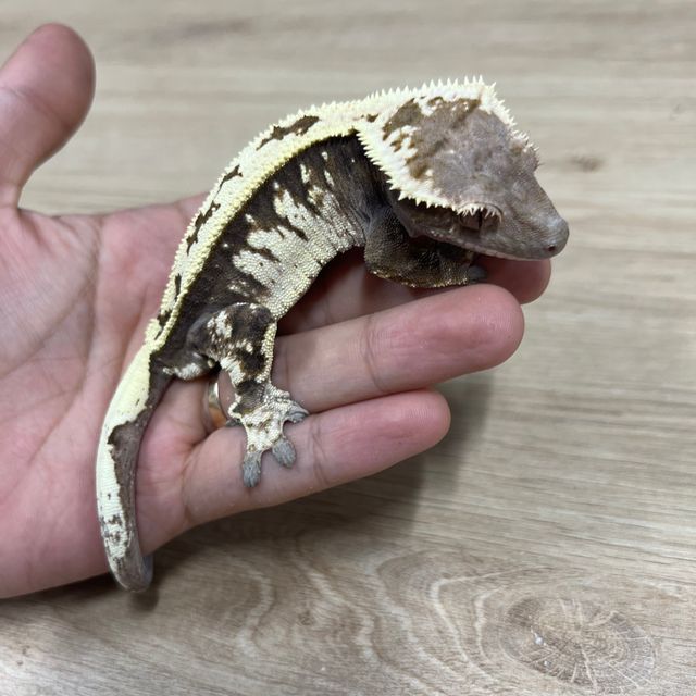 세이블