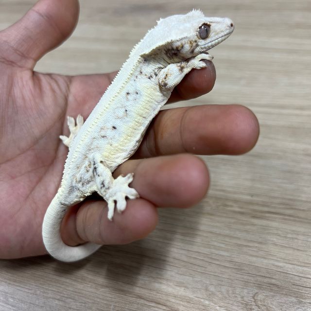릴리화이트