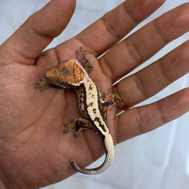 세이블 100%헷아잔틱