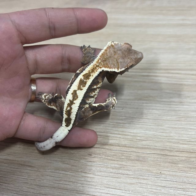 카푸치노