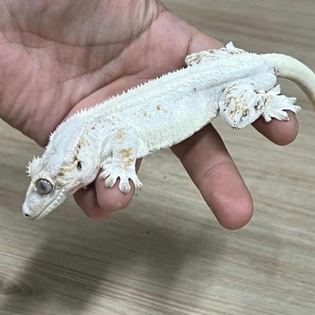 릴리화이트