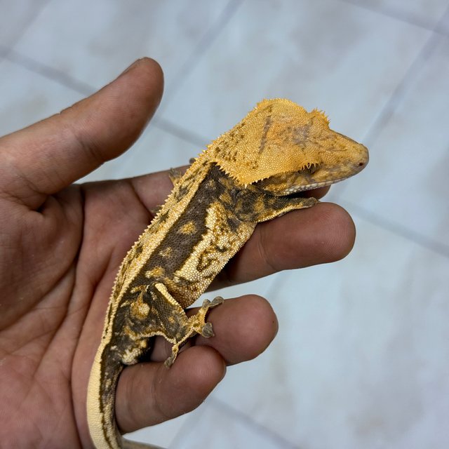 Normal 100% Het Axanthic