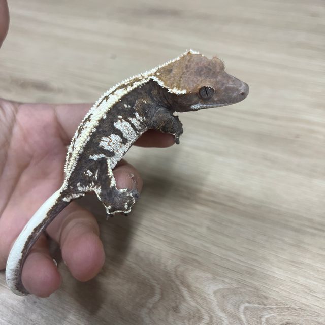 카푸치노