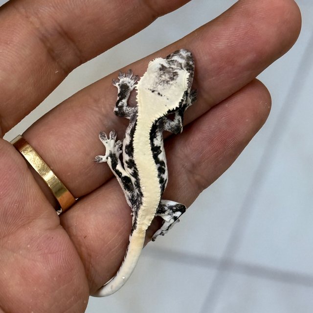 Axanthic LW Sable