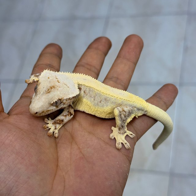 Lilly White