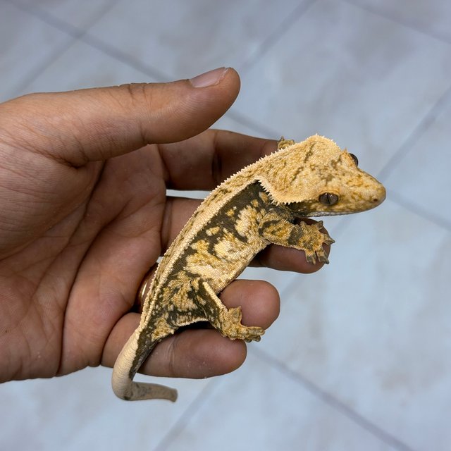 Normal 100% Het Axanthic